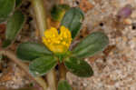 Little hogweed